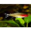 Zwinnik czerwonousty, rodostomus zwinnik